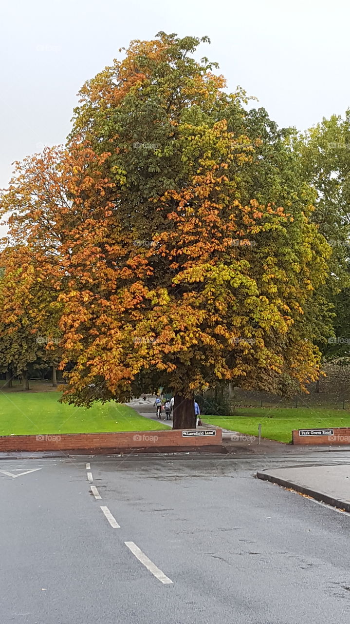 autumn leafs