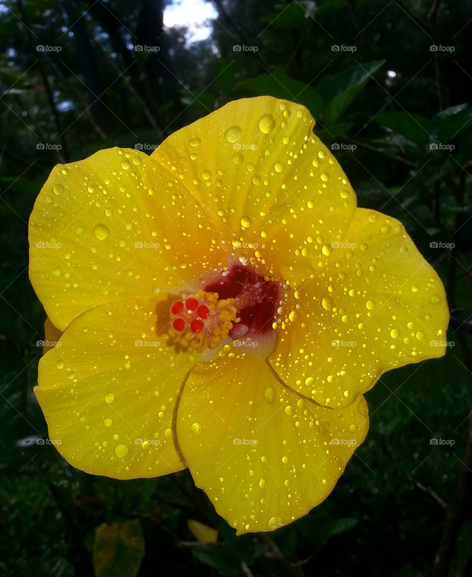 Hibiscus in the Rain