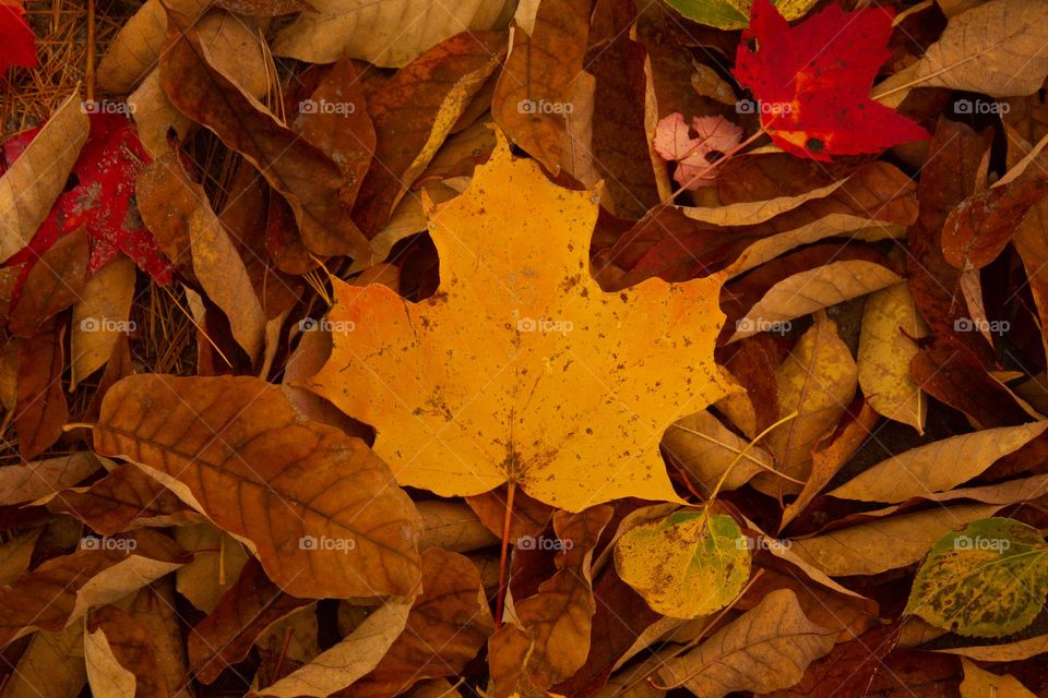 Yellow maple leaf surrounded by leaves in beautiful New England during fall foliage. Autumn in Vermont 2022.