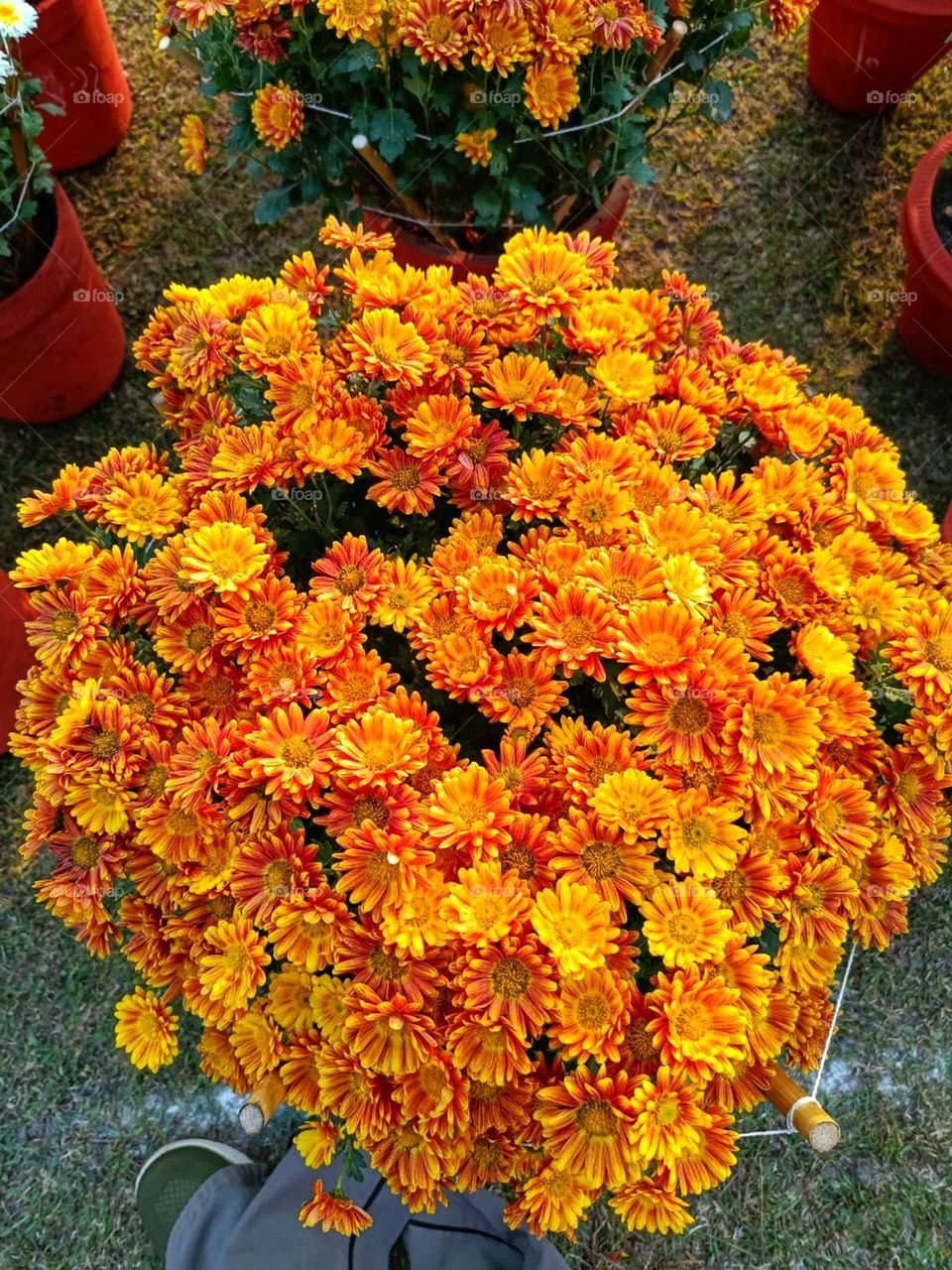 That pink flower you shared is so beautiful! It looks so delicate and colorful. 
Those orange flowers in the red flower pots look so vibrant and cheerful.
It's like a little burst of sunshine in a garden.