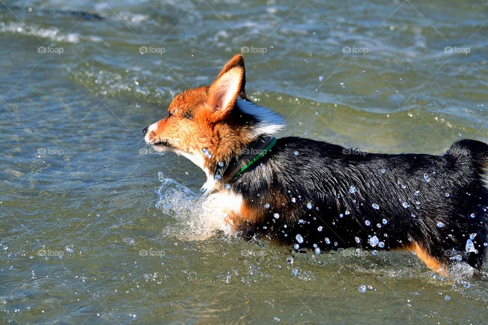 Puppy running in the water