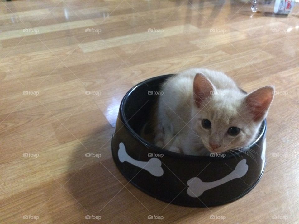 Dog bowl kitty 1 