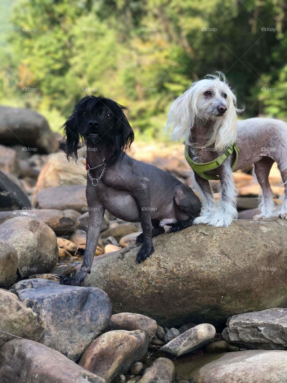 dogs on a rock