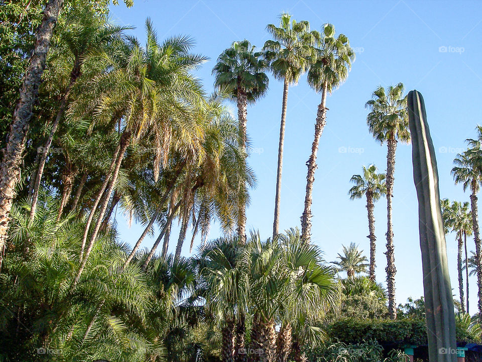 Tropical trees