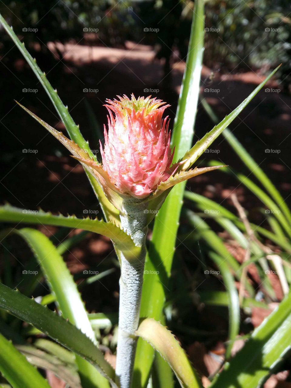 pineapple plant at munnar hills, kerla, india