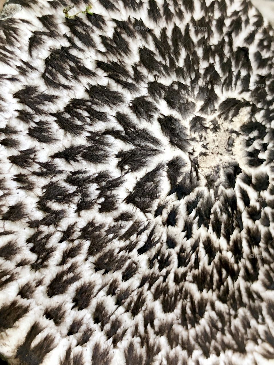 Abstract pattern on mushroom closeup 