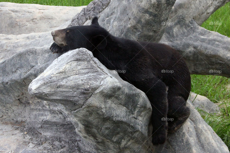 comfy bear. a bear lying comfortable on a rock in the wild animal zoo, china.