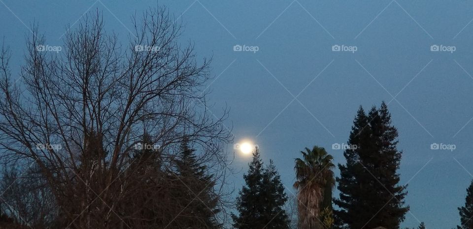 winter night with moon shinning through