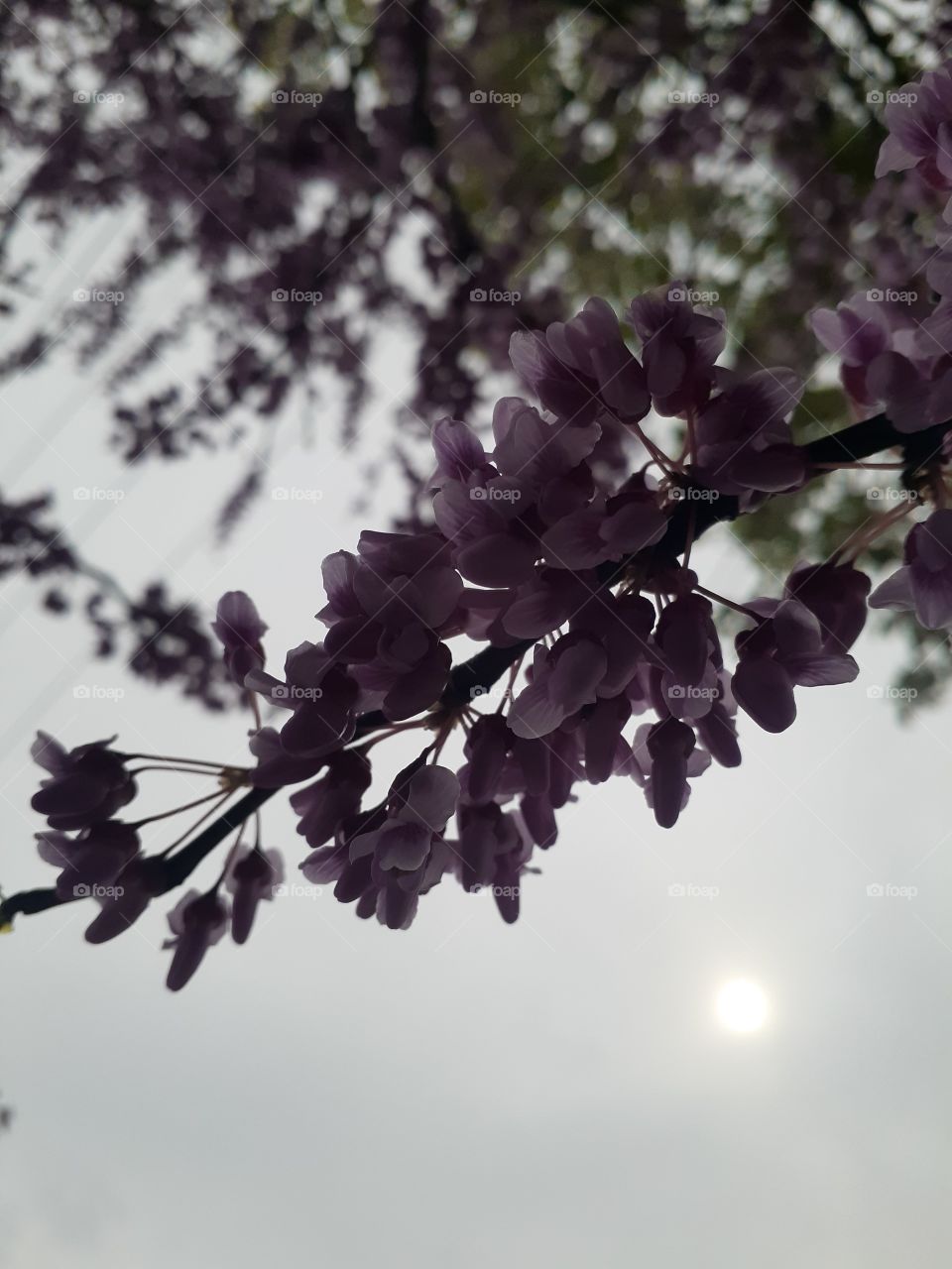 Redbuds vs Overcast Sun