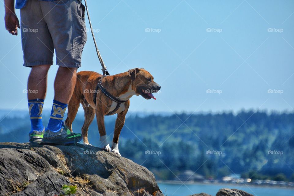 Dog on a cliff