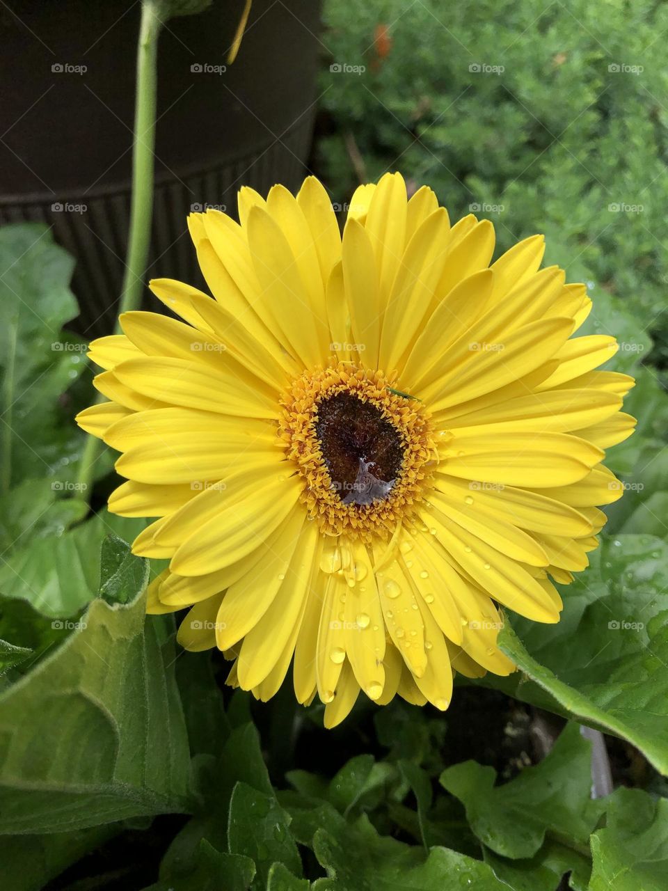 Summer Daisy Backyard Container Gardening 