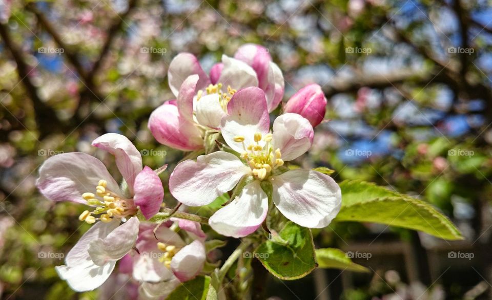 Flowers blooming in garden