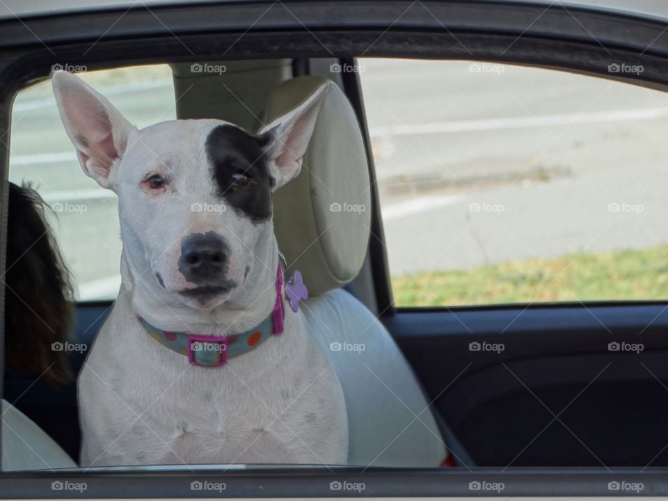 Terrier In Car Window