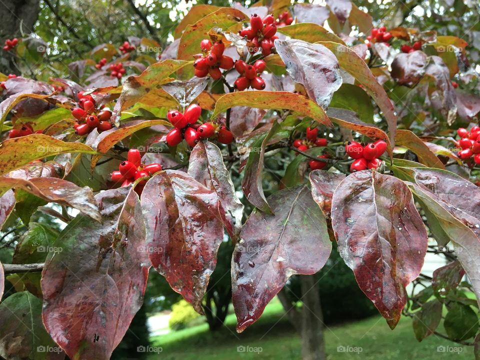 Dogwood in the rain