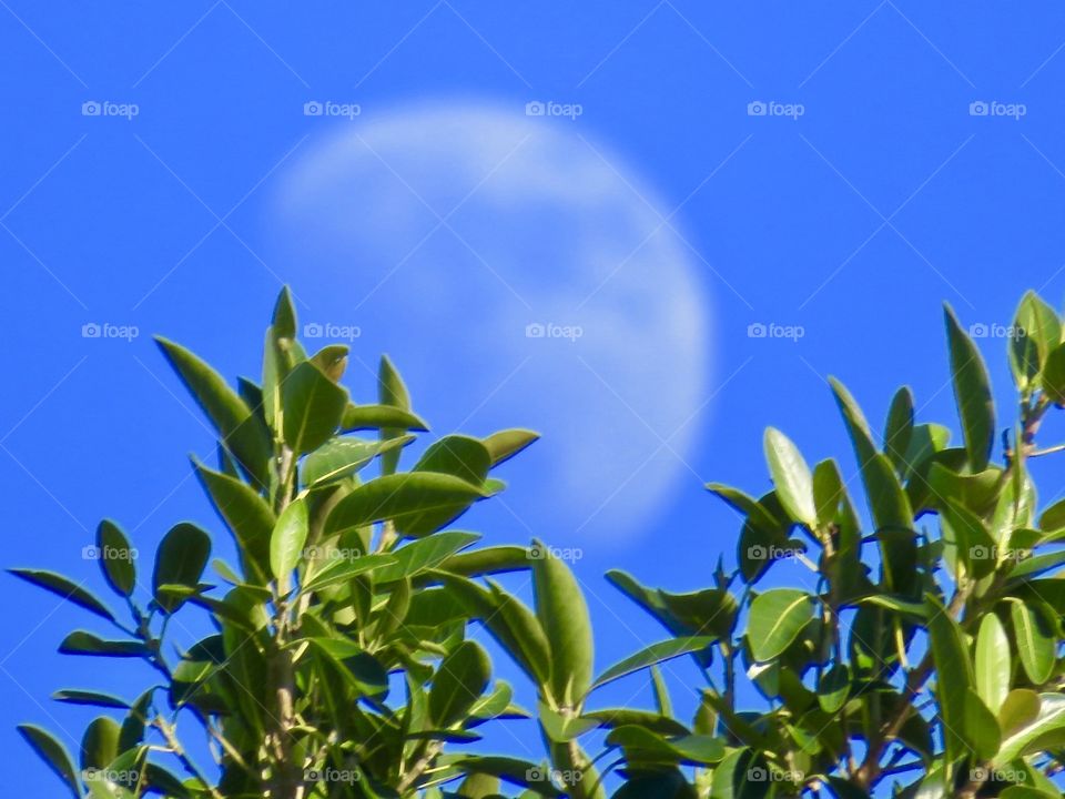Moon over Mangroves