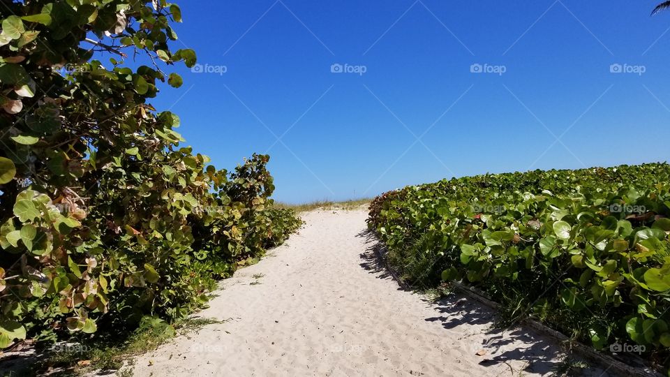 Sandy path through seagrapes to Fort Lauderdale beach behind the Seawatch restaurant