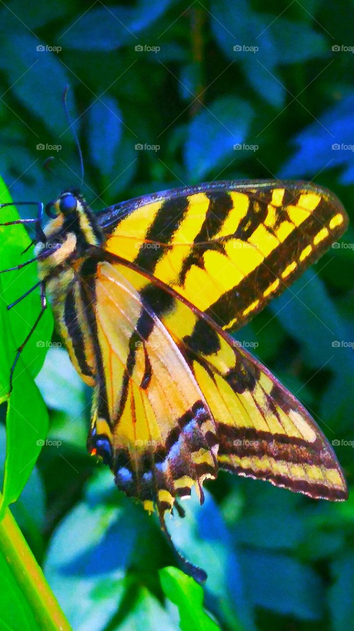 SWALLOWTAIL BUTTERFLY. Beautiful Swallowtail Butterfly In The Garden