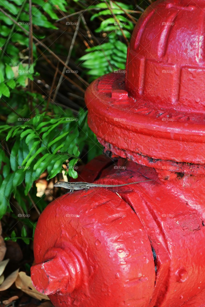 Florida anole lizard. Yes, in Florida the Anole lizards are found everywhere.