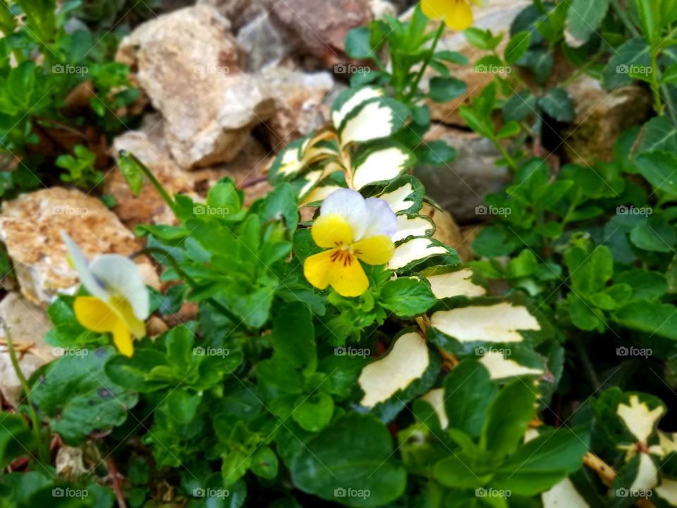 Loving the Spring Flowers in our Yard