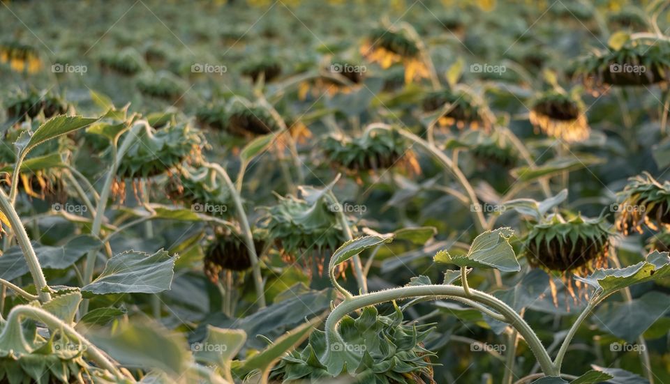 Back view of sunflowers show the other side of beautiful scene