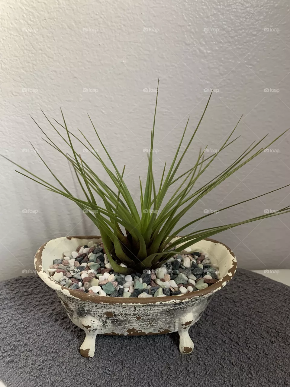 Air plant
