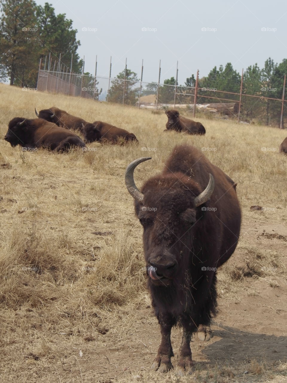 Animals at A park in Southern Oregon 