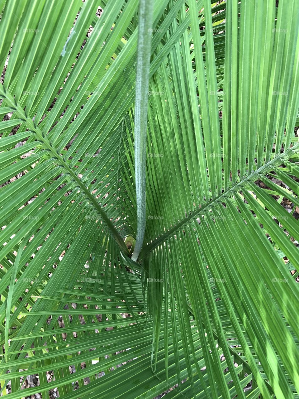 Palms foliage 