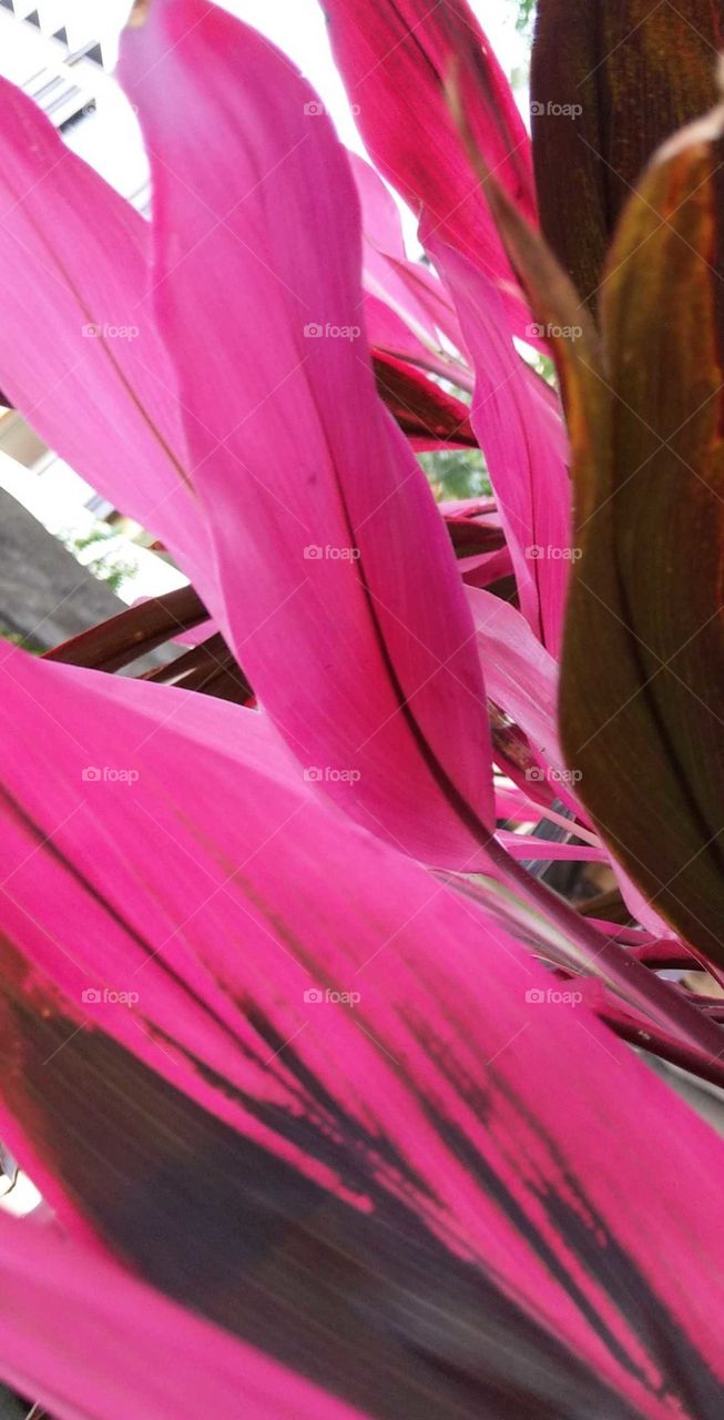 The beautiful red color leaves is the tree of logs. a closeup of it's leaves looks lively, bright and having an elegant type.