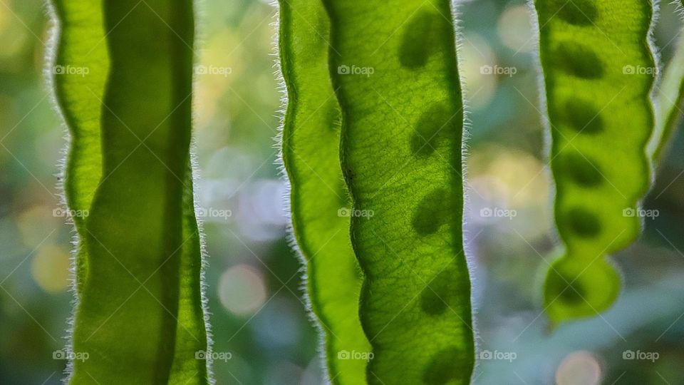 green circle of shadows