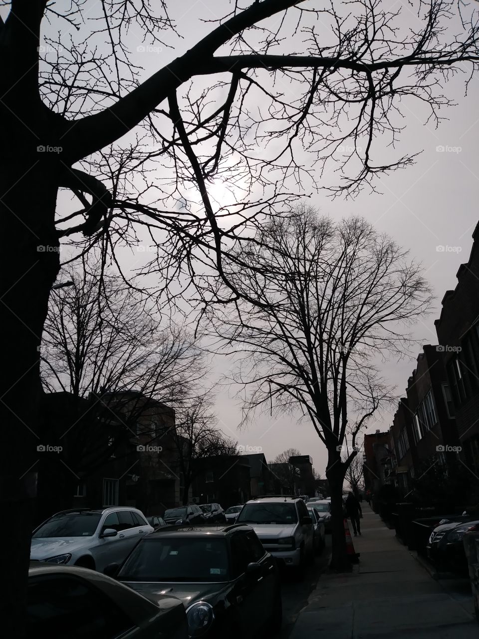 trees on a city street with the sun rising