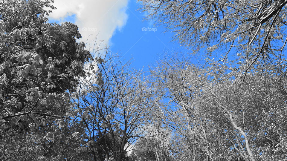 Colour Filter Treetops