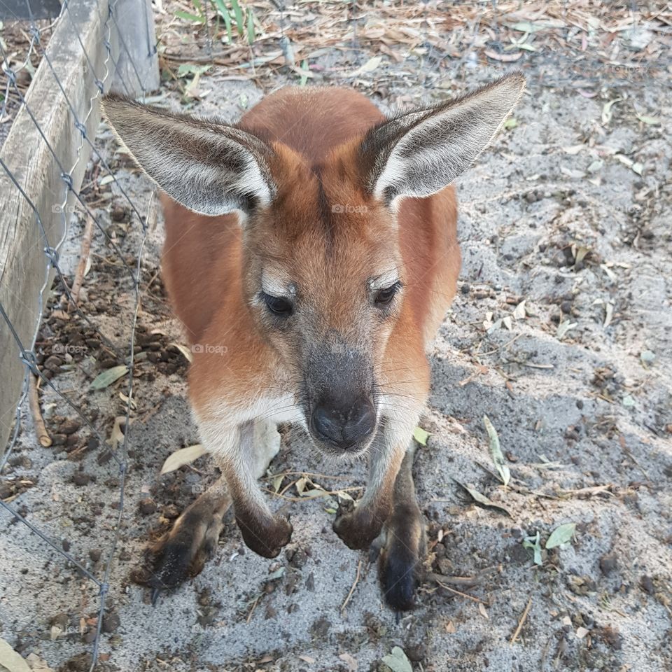 closeup kangaroo