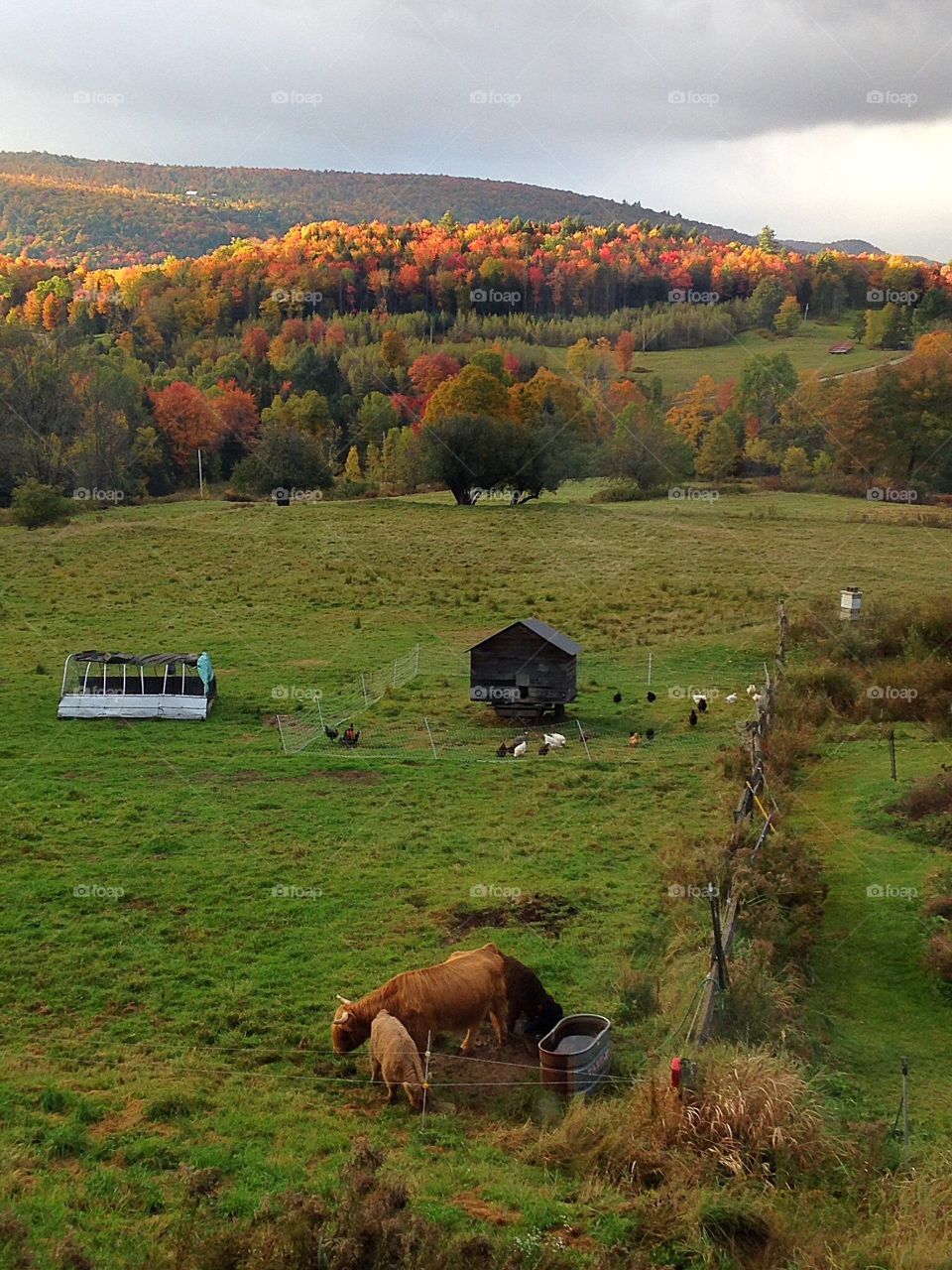 Perfection . You can't get better than autumn in Vermont on a farm in the mountains...
