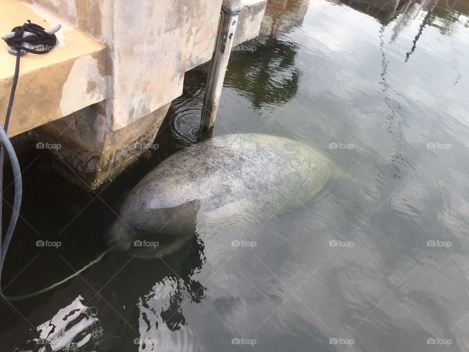 Manatee 