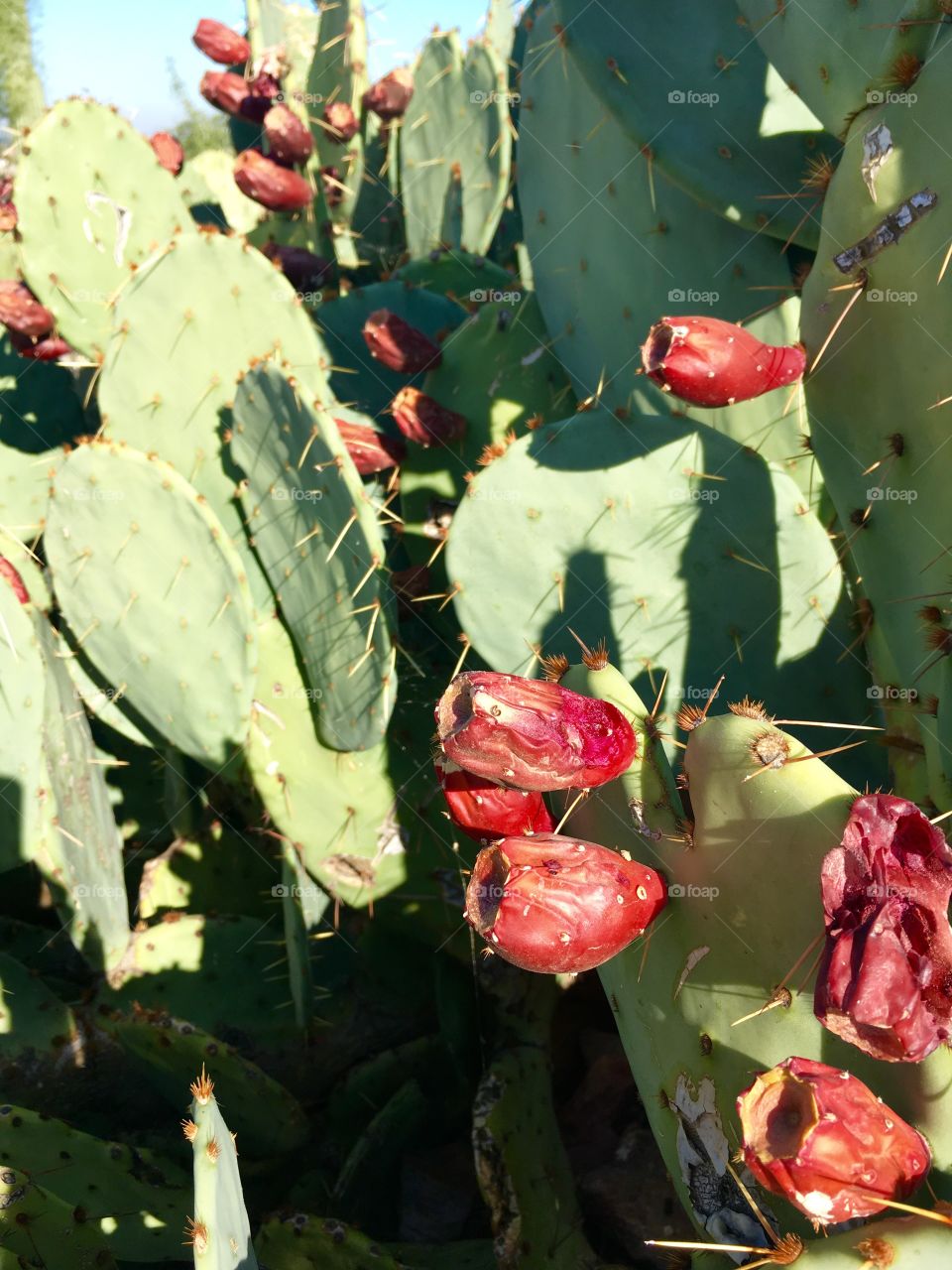 Prickly pear cactus and fruit 
