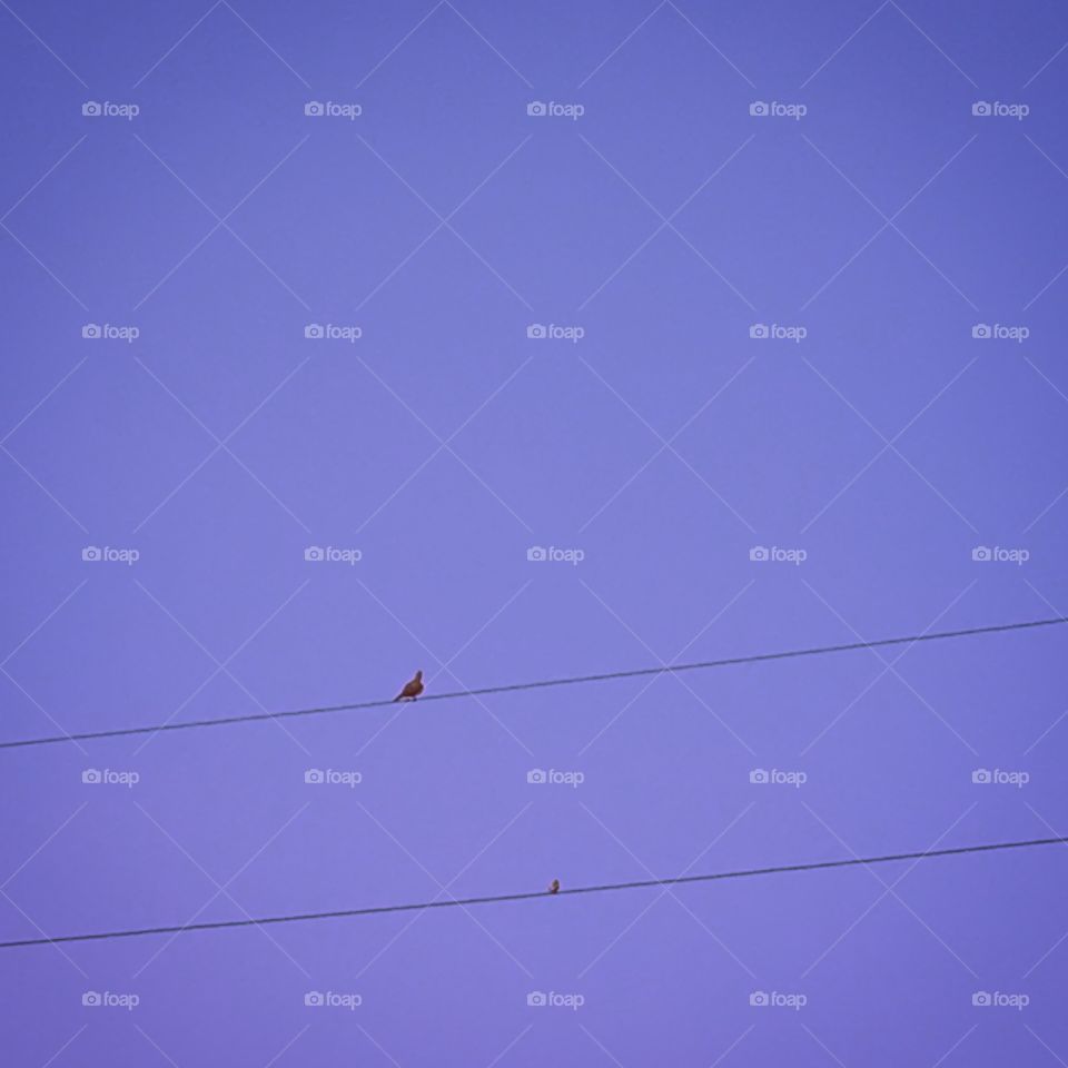 Bird on a wire 