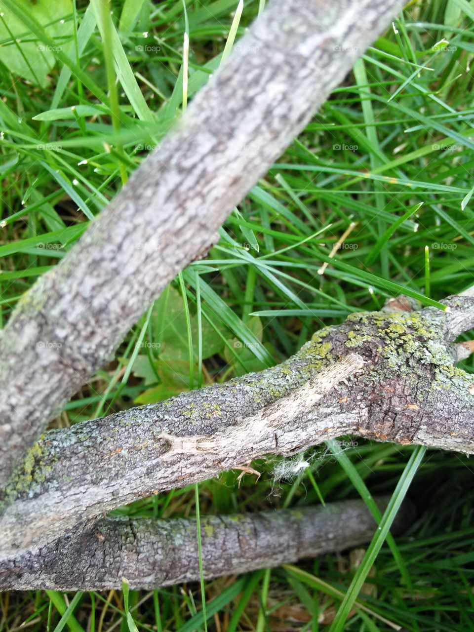 Hidden Friend. Small brown caterpillar on twig, blending in its natural defense.