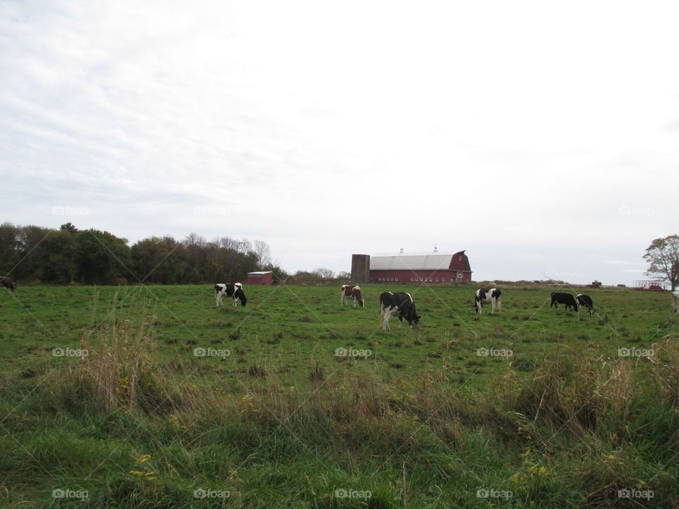 Cows with barn in the background