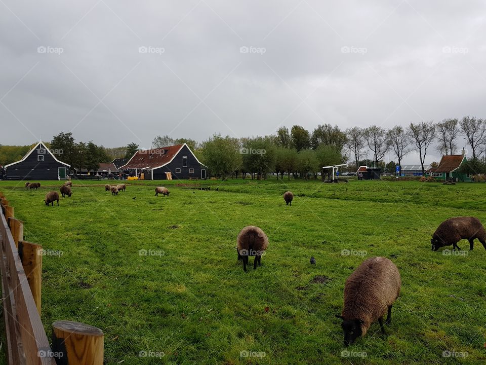 Zaanse Schans,Netherlands