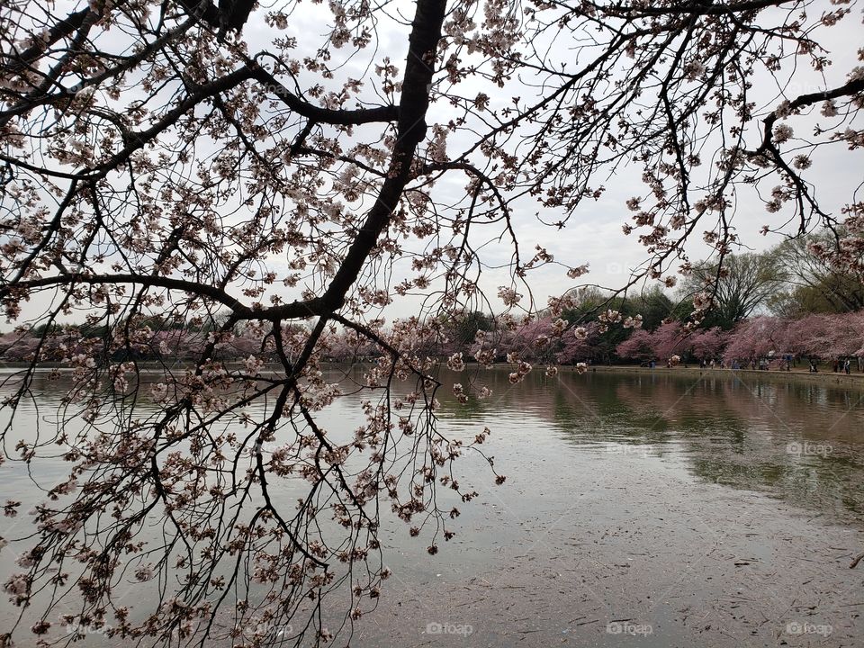 Cherry blossom views