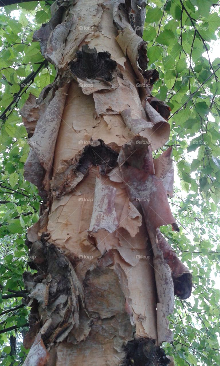 Fancy rolled paper bark. An amazing specimen at the rear of the property. The bark is in rolls.