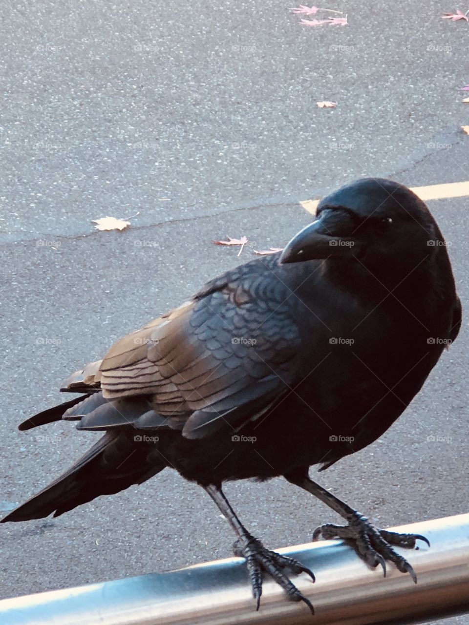 Beautiful Crow Close Up 