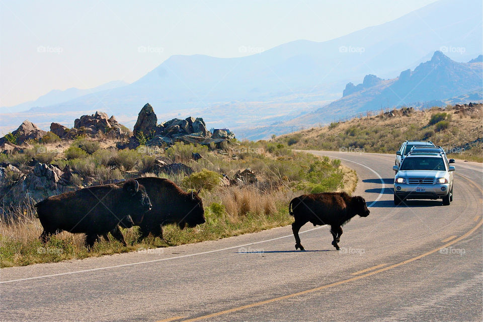 No Person, Mammal, Travel, Landscape, Outdoors