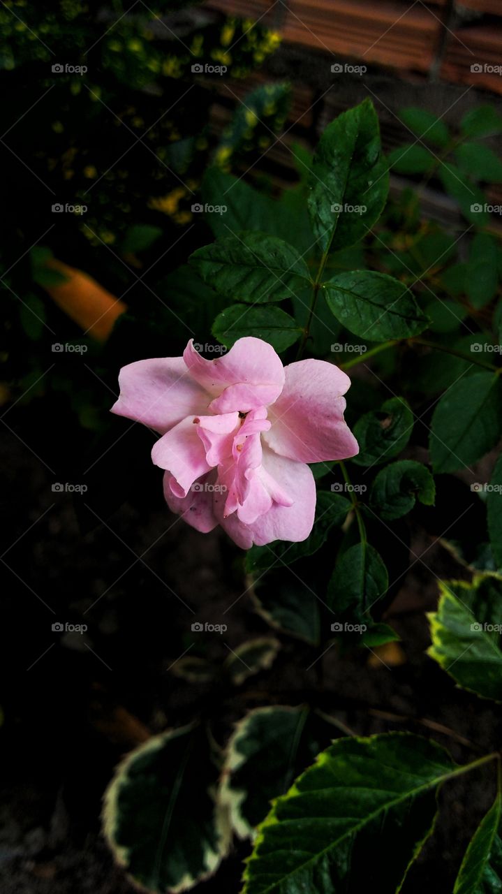 Pink flower