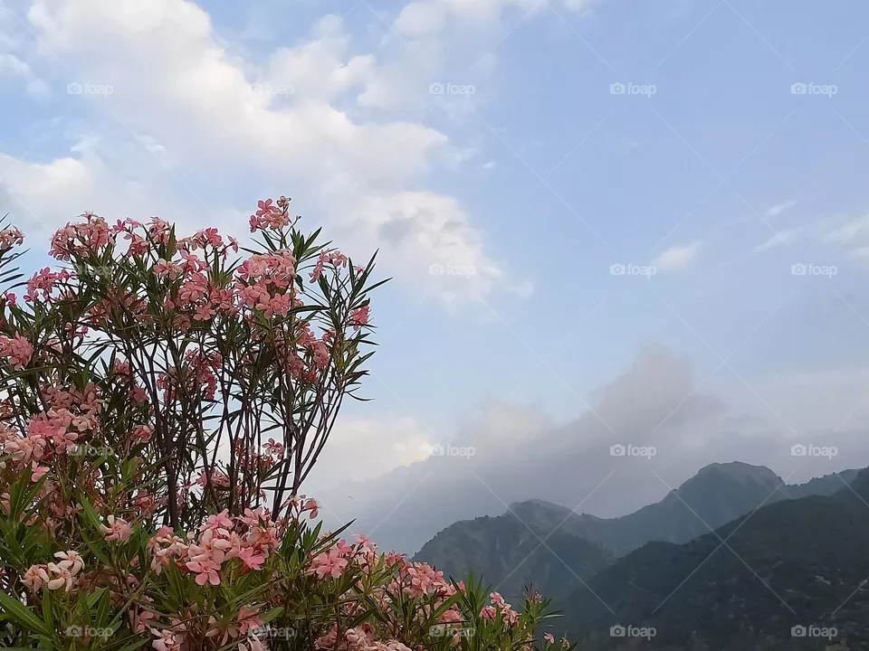 nice beautiful flowers