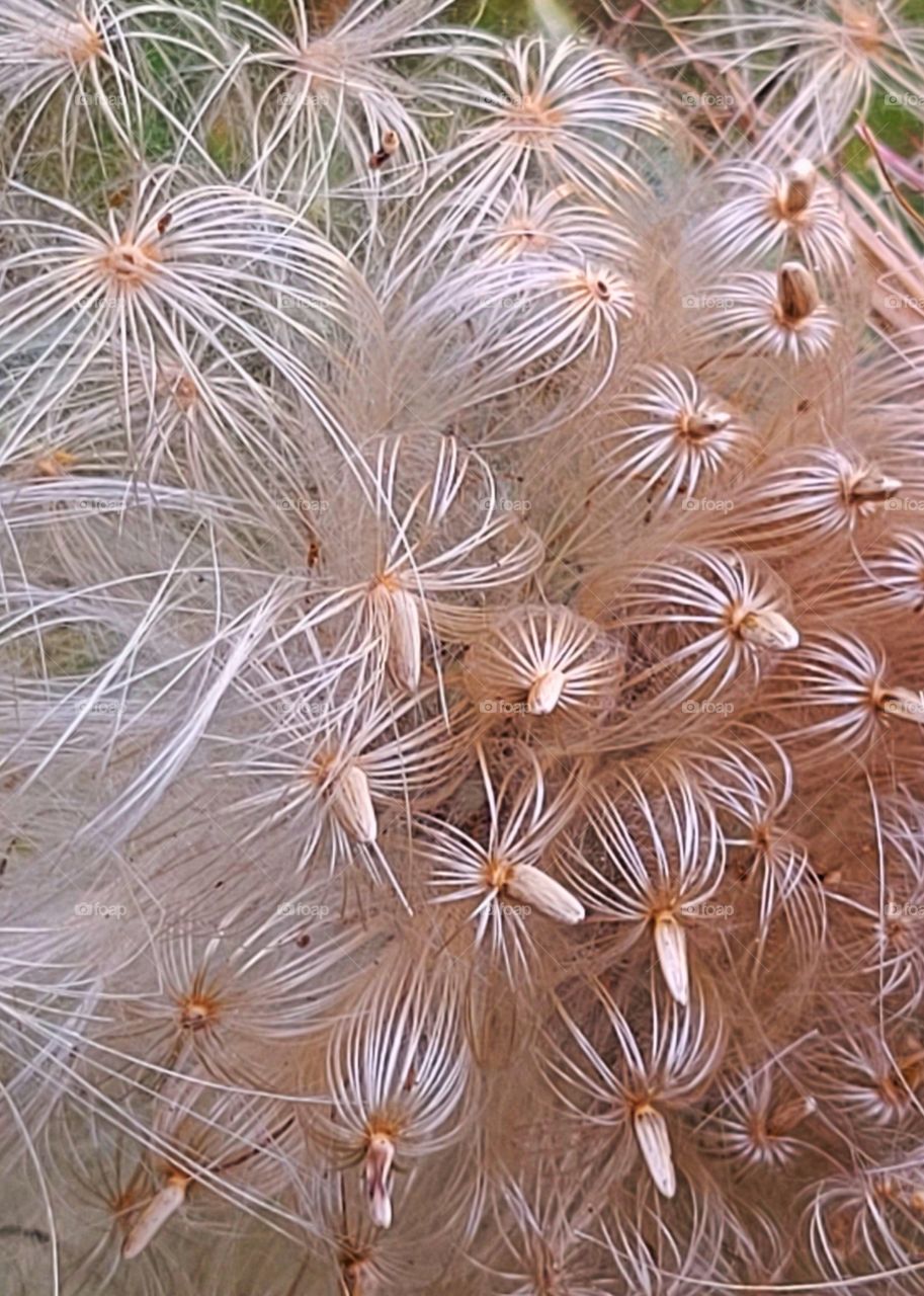 making wishes in the wind