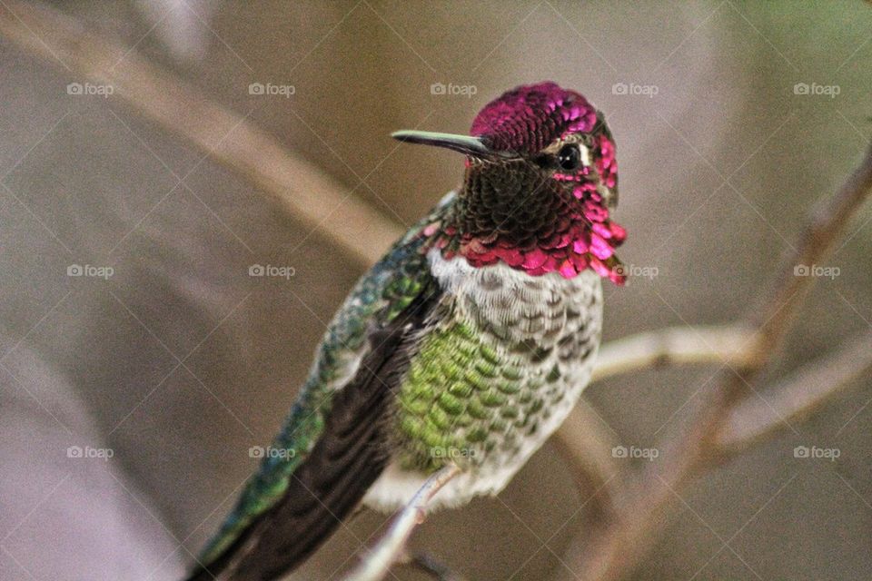 Hummingbird
