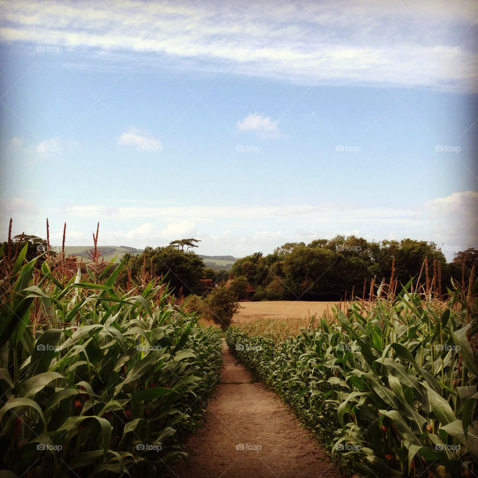 No Person, Agriculture, Landscape, Outdoors, Cropland