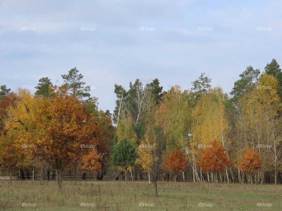 Autumn forest