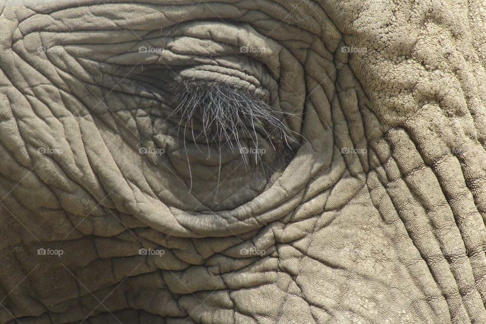 Elephants have fantastically long eyelashes to keep the sand, dirt and debris out. 